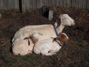 New Kids On The Block. (Will's the one with the brown head)