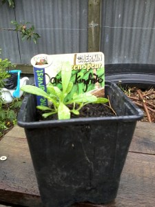 Daisy Kingfisher Enjoys the Rain