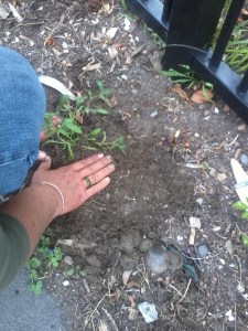 Daisy Kingfisher is Planted