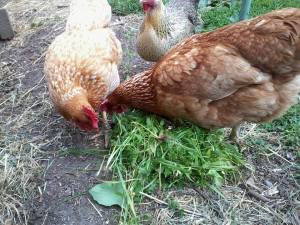 Tink Ruling the Roost