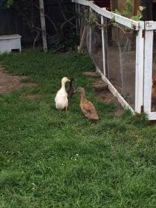 From Left to Right: Felicity, Edna and Gwen