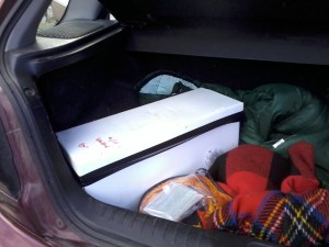 Bees collected? Check!