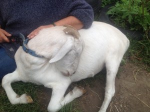 Leia's new look horns