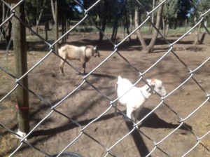 Leia suddenly discovers doubts