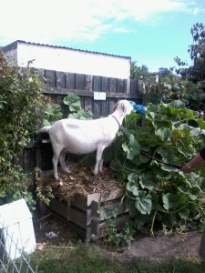 Leia seeks some treats in the compost bin