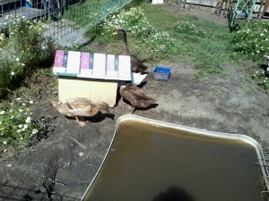 Ducks, uneffected by menacing demands, wonder when someone's going to clean out their pond
