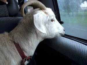 Nessie Checks Out the Action in the Next Lane