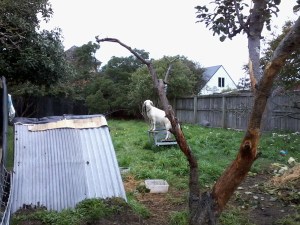 Leia on the Lookout for Nessie