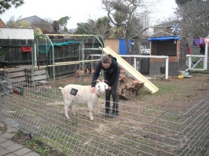 Nessie's First Day on the Homestead