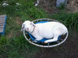 Leia's unbridled delight is priceless