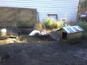 The mist rises as Felicity, Gwen and Hilda enjoy their topped up pond