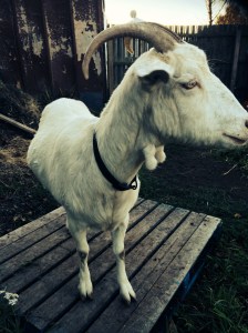 Geraldine modelling her baby bump