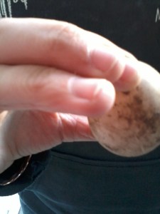 Duck egg number one... something new for the Homestead