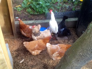 Introducing Jolene (L), Ida (white), Kiki (black) and the three Nikkis; five more days seclusion before they join the flock.