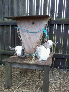 Hanging out on the hay feeder