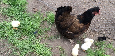 12.12.14 quilla and her chicks