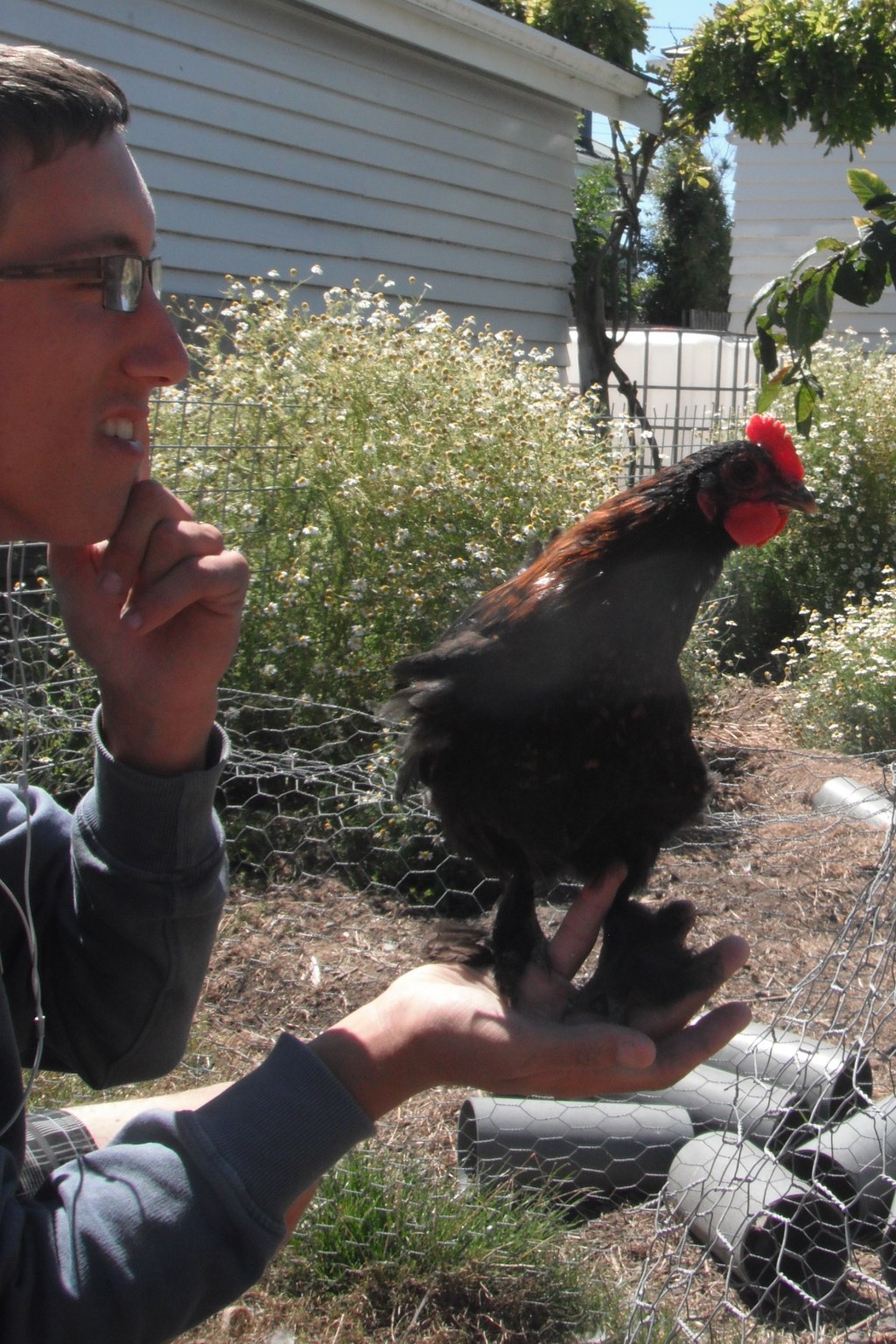 Growing…and Crowing.