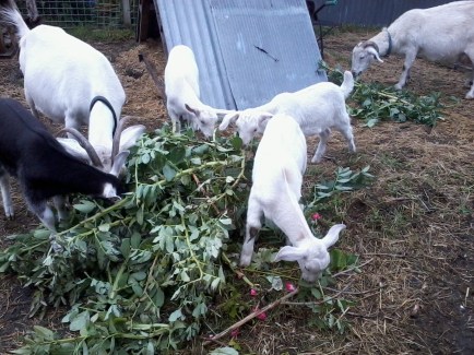 2015-12-16 09.31.59.jpg