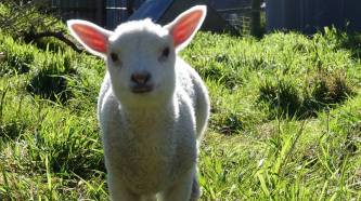 20472052_1379321362117252_1512377283_n