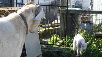 20496099_1379320848783970_21720695_n